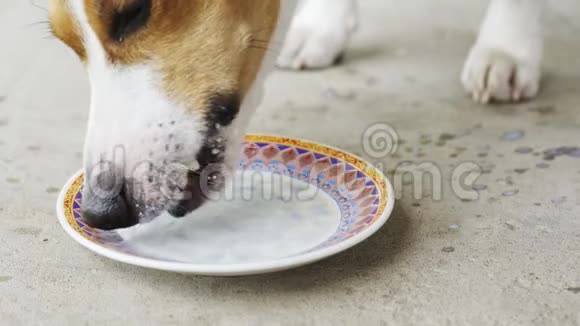 杰克罗塞尔猎犬喝萨瑟的牛奶视频的预览图