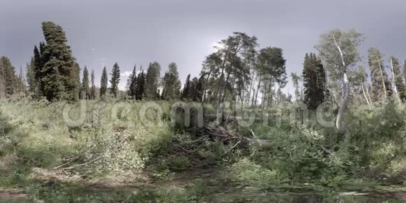 虚拟现实静态拍摄的森林从山顶视频的预览图