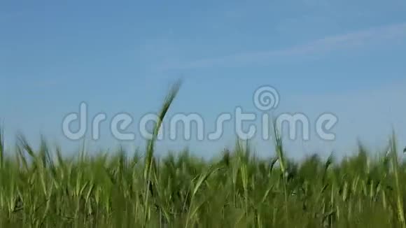绿田种庄稼视频的预览图