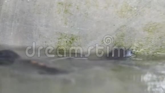 小乌龟在水族馆里游泳小海龟保护区视频的预览图