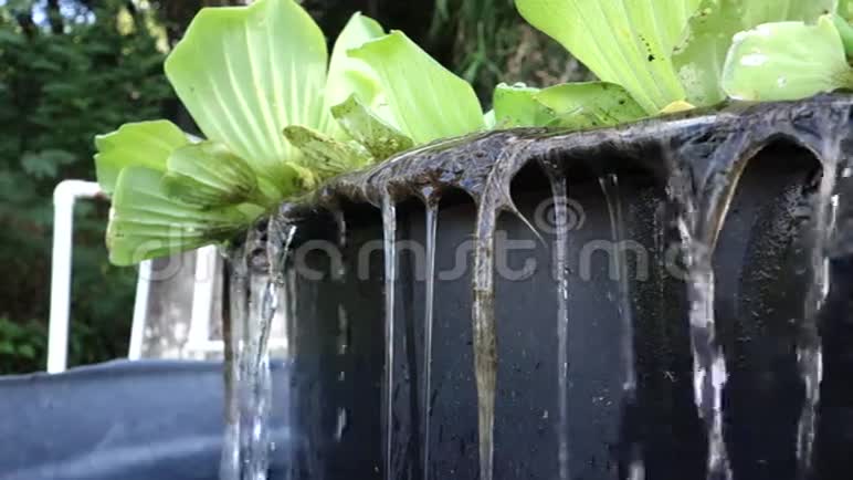 从加勒比海的植物池塘中流出的水视频的预览图