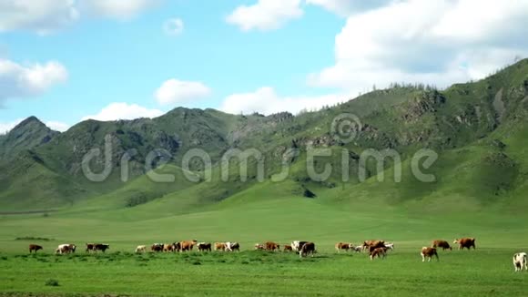 牛和马驹被放牧在牧场上绿草如茵视频的预览图