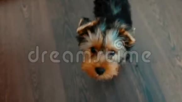 约克郡猎犬宠物在室内坐在地板上有点可爱约克郡梗的正面景色视频的预览图