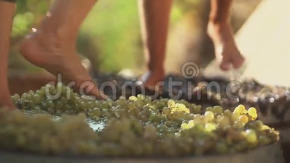 在酿酒厂两条男腿挤压葡萄视频的预览图