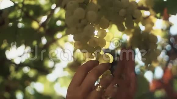 女人的手触摸着挂在葡萄园茎上的一串葡萄视频的预览图