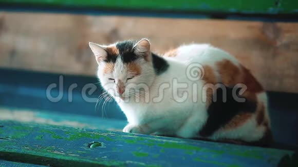 一只老流浪的三色猫坐在长凳上流浪动物的问题宠物猫生活方式视频的预览图