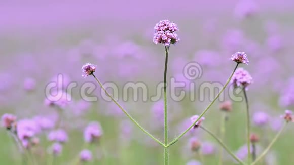 夏花严重紫花天鞭草在风中4k电影慢动作视频的预览图