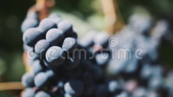 在酒庄院子里的树枝上美丽醇厚的黑葡萄视频的预览图