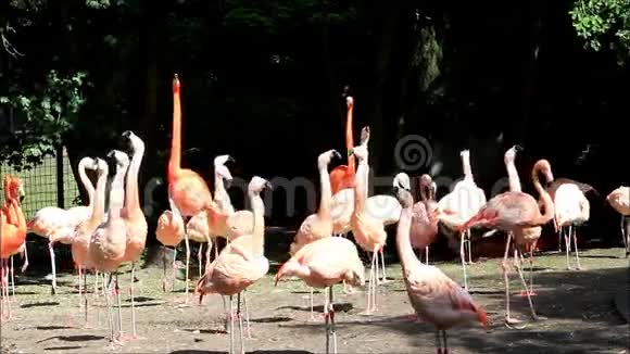 粉红火烈鸟视频的预览图