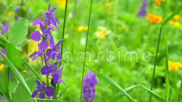阳光明媚的夏日绽放的花朵自然背景滑块镜头视频的预览图