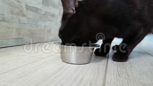 猫从盘子里慢吞吞地吃干粮美食晚餐视频的预览图
