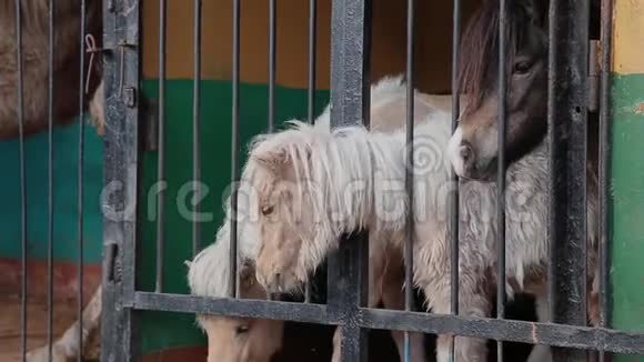 动物园笼子里的小马很伤心视频的预览图