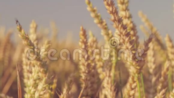 准备收集的干燥的金色麦穗慢动作多利放大移动视频的预览图