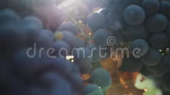 葡萄酒厂院子的茎上成熟的黑葡萄视频的预览图