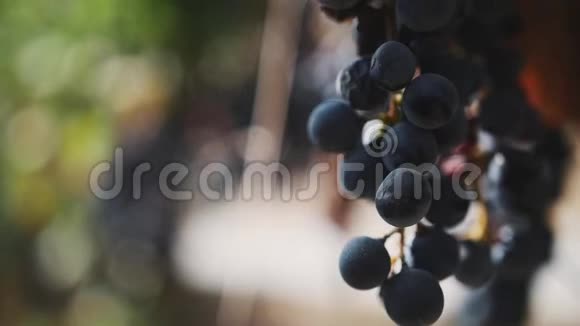 在葡萄园的茎上有美丽的醇厚的黑葡萄视频的预览图