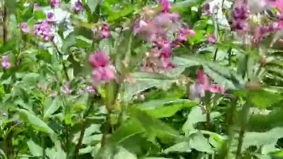 喜马拉雅山花群凤仙花开花视频的预览图