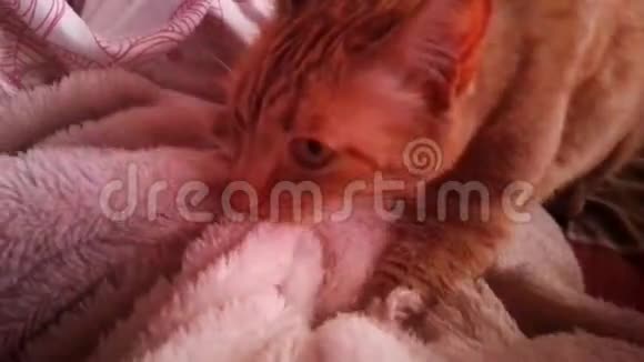 猫咕噜着揉着毯子视频的预览图