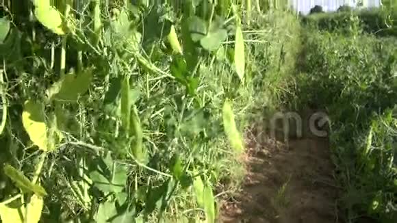 种在农田里的豌豆视频的预览图