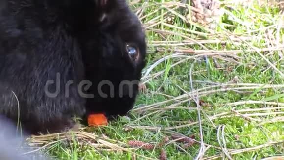一只可爱的饥饿的黑兔在温哥华杰里科海滩吃胡萝卜2018年3月视频的预览图