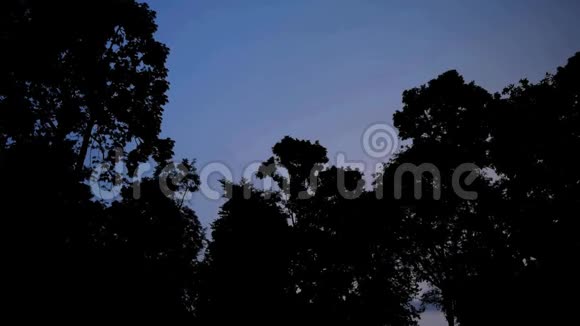黑夜里热带森林里的闪电视频的预览图