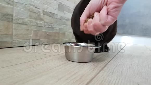 猫从盘子里慢镜头吃干粮蓬松美食晚餐视频的预览图