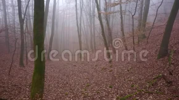 雾状秋林景观视频的预览图