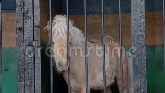 动物园笼子里的小马很伤心视频的预览图