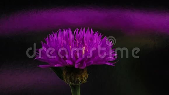 盛开的紫色矢车菊时光流逝视频的预览图