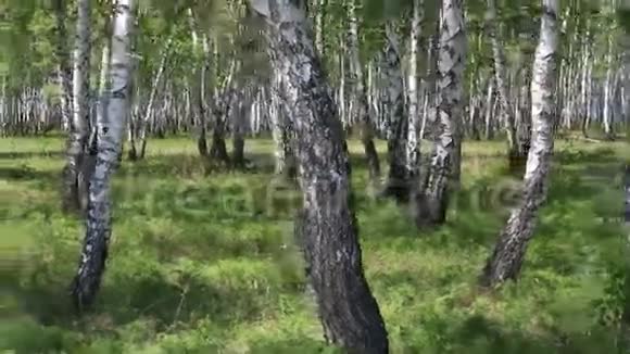 桦树林视频的预览图