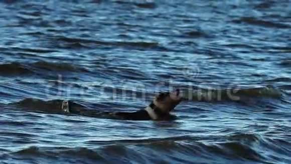 黑白两色的Amstaff狗嘴里叼着一根棍子在游泳狗从水里出来视频的预览图