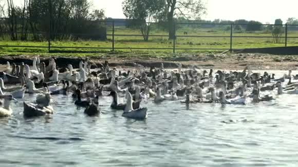 鸟场水塘中漂浮着成群的鸭鹅视频的预览图