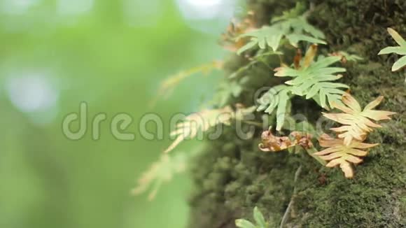 蕨类植物生长在树干上上面有苔藓博克背景视频的预览图