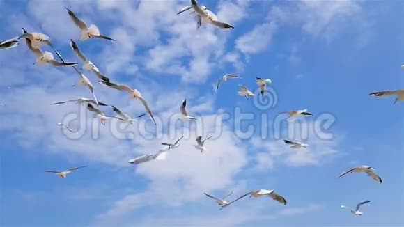 一群海鸥迎风飞翔天空在背景中视频的预览图