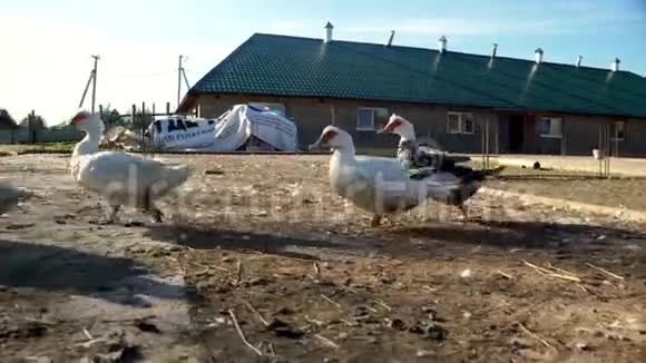成群的鹅和鸭子在鸟场奔跑家禽养殖乡村景观视频的预览图