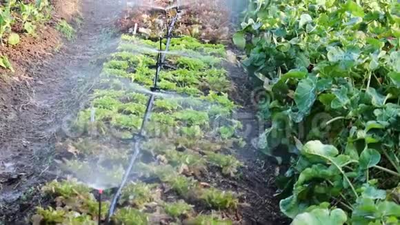 在小型农场的一排植物上喷洒水视频的预览图