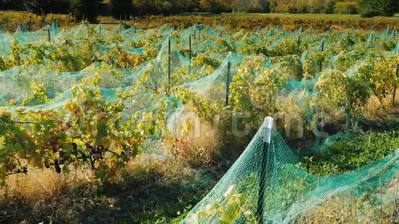 有成熟红葡萄的葡萄园上面覆盖着一个鸟类保护网视频的预览图