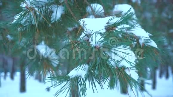 绿色的树枝覆盖着雪视频的预览图