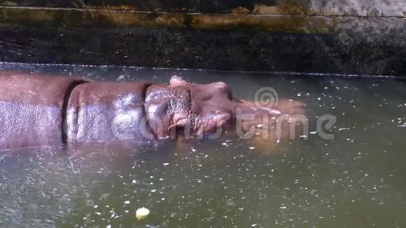 河马在KhaoKheow开放动物园的池塘里游泳泰国视频的预览图