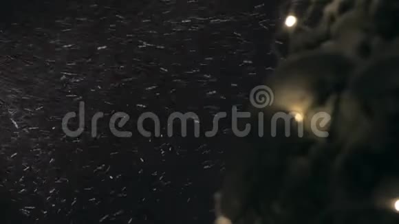 夜间降雪和圣诞树视频的预览图