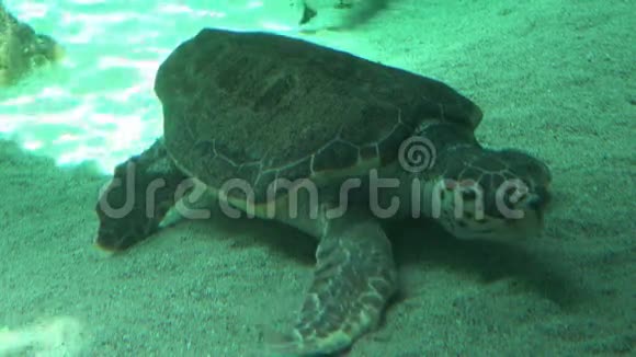 海龟在海底休息视频的预览图