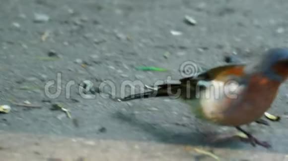 这只小雀鸟走在沥青上啄食着一切视频的预览图