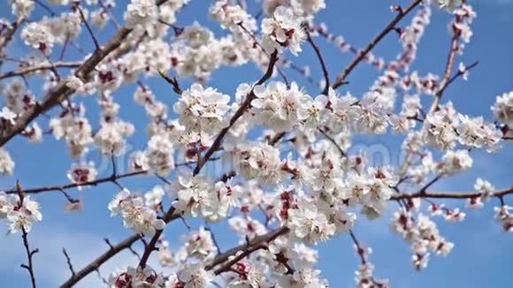 在蓝天的映衬下绽放的白色樱花视频的预览图