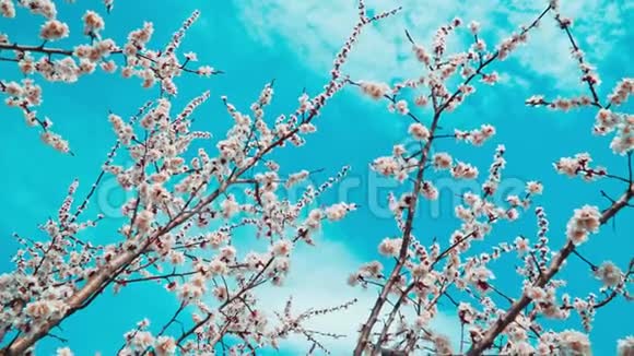 在蓝天的映衬下绽放的白色樱花视频的预览图