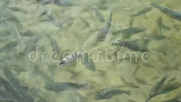 池塘里的鱼视频的预览图