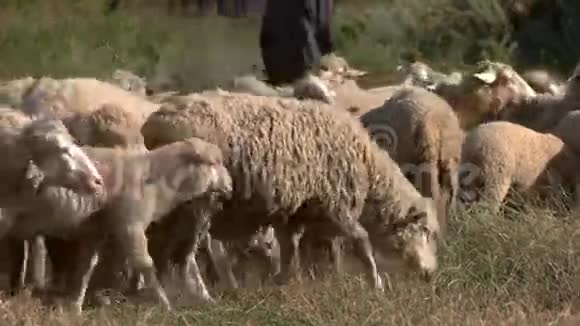 靠近羊群的人视频的预览图
