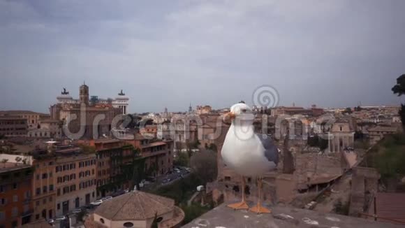 用海鸥观赏罗马城视频的预览图
