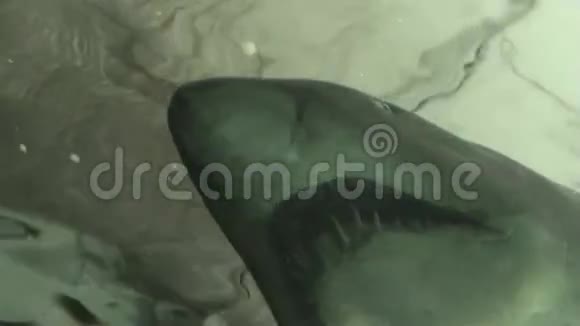 鲨鱼爪视频的预览图