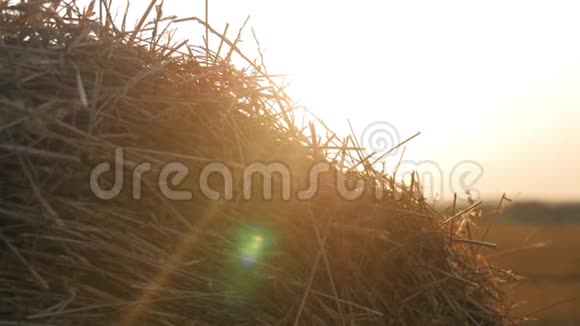 在夕阳下用草捆裹住的田野视频的预览图