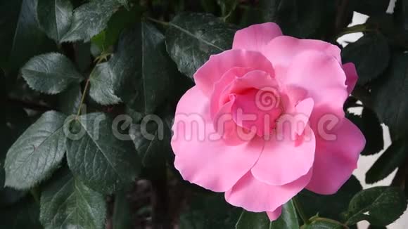 花园特写的粉色玫瑰视频的预览图