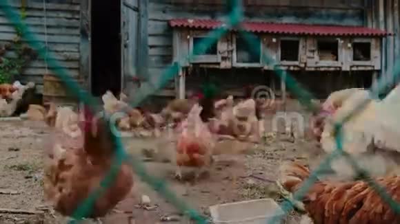 鸡舍里的生活视频的预览图